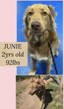 Shepherd Dogs Available for Adoption in Holbrook, New York - JUNIE | PetCurious