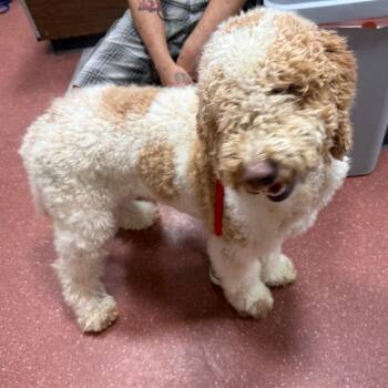Cider -  Poodle Dog for Adoption in Chico, California - Cider | PetCurious