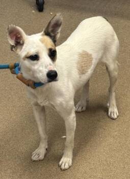 Teri Boot -  Mixed Breed Dog for Adoption in Chamblee, Georgia - Teri Boot | PetCurious