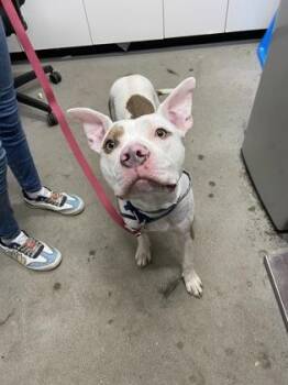 Mixed Breed Dogs Available for Adoption in West Chester, Pennsylvania - Dozer | PetCurious