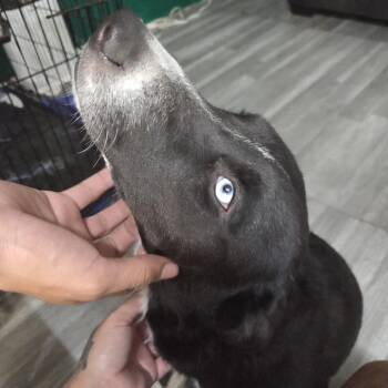 Naveen - Home to Home -  Husky and Black Labrador Retriever Dog for Adoption in South Elgin, Illinois - Naveen - Home To Home | PetCurious