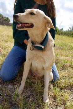 Rocky -  Labrador Retriever and Golden Retriever Dog for Adoption in Boerne, Texas - Rocky | PetCurious