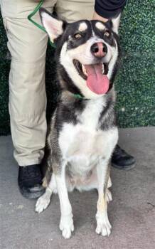 Nova -  Siberian Husky and Mixed Breed Dog for Adoption in El Paso, Texas - Nova | PetCurious
