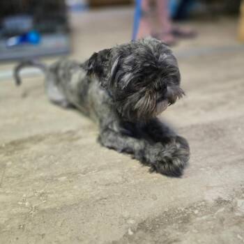 Sterling -  Shih Tzu and Mixed Breed Dog for Adoption in Hinesville, Georgia - Sterling | PetCurious