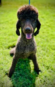Cocoa Jul 25 -  Standard Poodle Dog for Adoption in Pacolet, South Carolina - Cocoa Jul 25 | PetCurious