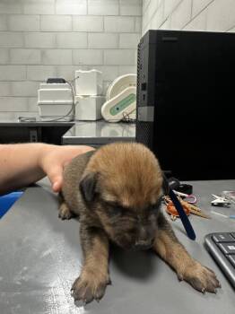 Rescue Mixed Breed Dogs for Adoption in Dallas, Texas - A1254525 | PetCurious