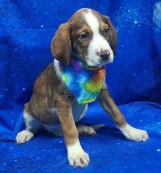 Hound and Mixed Breed Dogs Available for Adoption in Elmira, New York - Howler | PetCurious