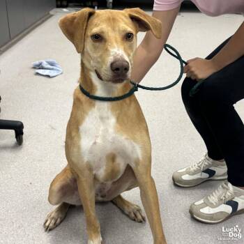 Cold Stone -  Labrador Retriever and Hound Dog for Adoption in Washington, District Of Columbia - Cold Stone | PetCurious