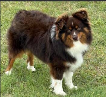 Australian Shepherd Dogs Available for Adoption in Cranston, Rhode Island - Kelsey In TX | PetCurious