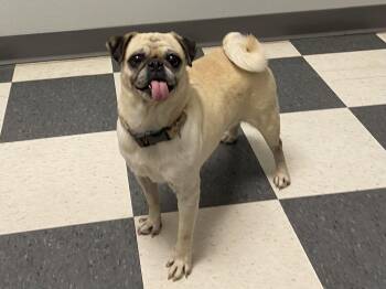 Rosebud -  Pug Dog for Adoption in Newport Beach, California - Rosebud | PetCurious
