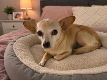 Jenny -  Chihuahua Dog for Adoption in Tifton, Georgia - Jenny | PetCurious