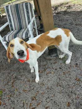 Marty -  Hound Dog for Adoption in Umatilla, Florida - Marty | PetCurious