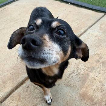 Miniature Pinscher and Dachshund Dogs Available for Adoption - Franco | PetCurious