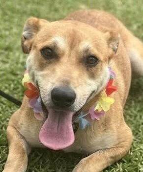 Keke -  Terrier Dog for Adoption in Bloomfield, Connecticut - Keke | PetCurious