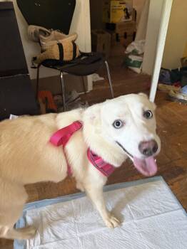Snowy NJ -  Husky Dog for Adoption in Rockaway, New Jersey - Snowy NJ | PetCurious