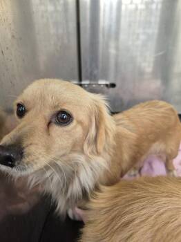 Chihuahua Dogs Available for Adoption - SAMANTHA | PetCurious