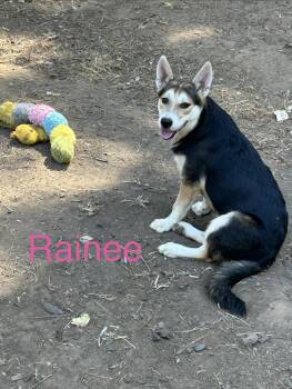 Rainee -  German Shepherd Dog Dog for Adoption in Texarkana, Texas - Rainee | PetCurious
