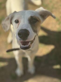 Whippet and Shepherd Dogs Available for Adoption in Bakersfield, California - Polly | PetCurious