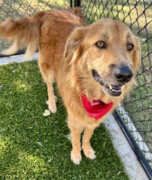 Chloe -  Golden Retriever Dog for Adoption in Greeneville, Tennessee - Chloe | PetCurious