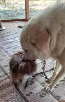 Great Pyrenees Dogs Available for Adoption - Cisco SAT | PetCurious