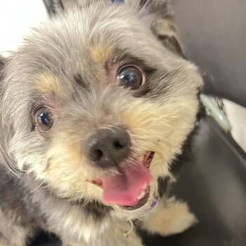 Kennii -  Mixed Breed Dog for Adoption in Philadelphia, Pennsylvania - Kennii | PetCurious