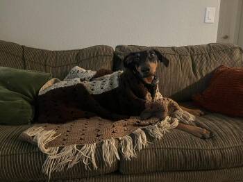 Stormy -  Doberman Pinscher Dog for Adoption in Saint Charles, Missouri - Stormy | PetCurious