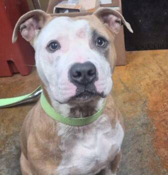 Pit Bull Terrier Dogs Available for Adoption in Rockaway, New Jersey - Tyson Louisiana | PetCurious