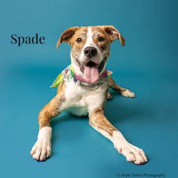 Rescue Great Dane and Terrier Dogs for Adoption in Savannah, Georgia - Spade | PetCurious