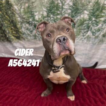 CIDER -  Pit Bull Terrier Dog for Adoption - CIDER | PetCurious