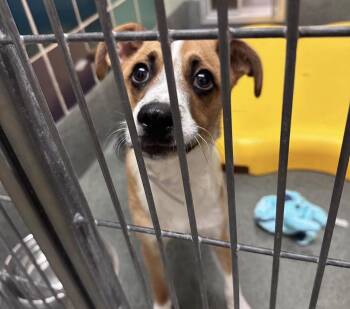 Taco -  Jack Russell Terrier Dog for Adoption in Elizabeth, Colorado - Taco | PetCurious