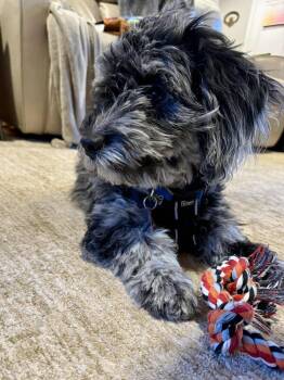 Aussiedoodle Dogs Available for Adoption - Gray | PetCurious
