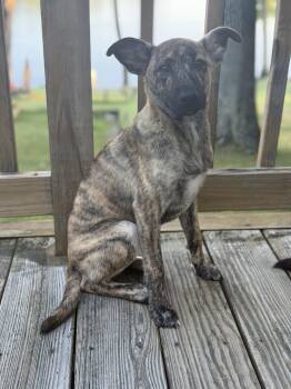 Muttsarella -  Hound Dog for Adoption in Portland, Maine - Muttsarella | PetCurious