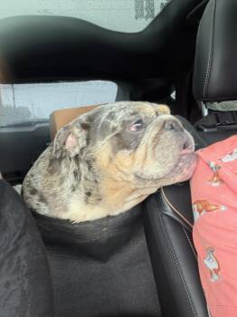 Cookie -  English Bulldog Dog for Adoption in Grant-Valkaria, Florida - Cookie | PetCurious