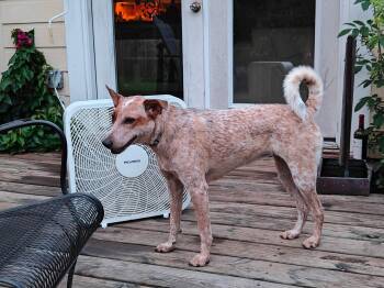 Rescue Australian Cattle Dog Blue Heeler and Catahoula Leopard Dog Dogs for Adoption in Spring, Texas - TORI | PetCurious
