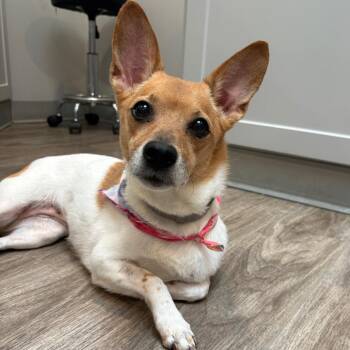 Princess -  Jack Russell Terrier Dog for Adoption in San Jacinto, California - Princess | PetCurious