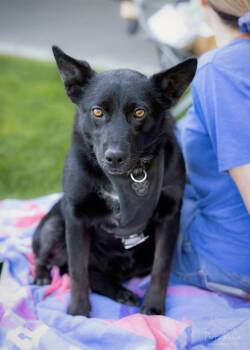 Thea -  Border Collie Dog for Adoption in West Richland, Washington - Thea | PetCurious