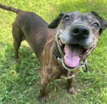 Meemaw -  Mixed Breed Dog for Adoption in Watertown, Wisconsin - Meemaw | PetCurious