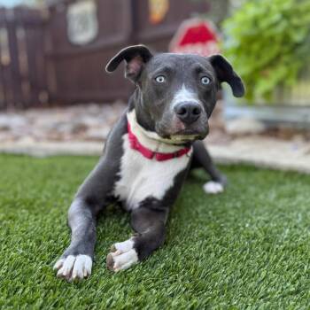 Rescue Pit Bull Terrier and Terrier Dogs for Adoption in Fairfield, Connecticut - Grayson | PetCurious