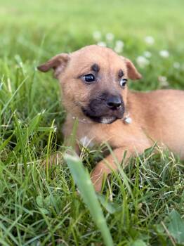 Orla- Transport -  Mixed Breed Dog for Adoption in Gradyville, Kentucky - Orla- Transport | PetCurious