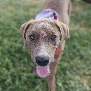 QUEEN ANN -  Labrador Retriever Dog for Adoption in San Antonio, Texas - QUEEN ANN | PetCurious