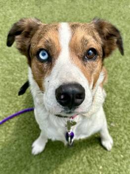 Demeter -  Mixed Breed Dog for Adoption in Wichita, Kansas - Demeter | PetCurious