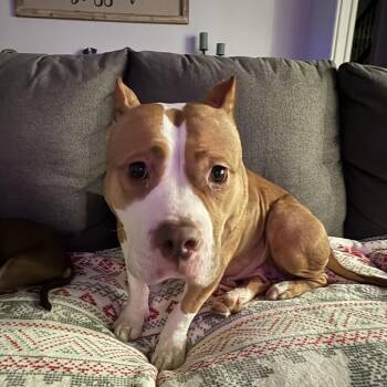 Dottie ~ Coming Soon!!! -  Pit Bull Terrier Dog for Adoption in Chicago, Illinois - Dottie ~ Coming Soon!!! | PetCurious