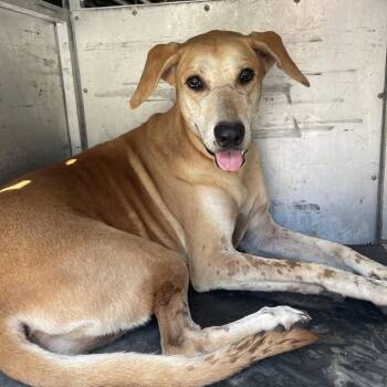 Shepherd Dogs Available for Adoption in Edinburg, Texas - Bronti | PetCurious