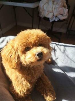 Mixed Breed Dogs Available for Adoption in Montreal, Quebec - Dany | PetCurious