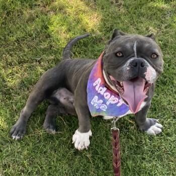 Rescue Pit Bull Terrier Dogs for Adoption in Los Angeles, California - Frogger | PetCurious