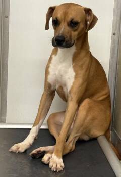 Scooby -  Mixed Breed Dog for Adoption in Lafayette, Indiana - Scooby | PetCurious