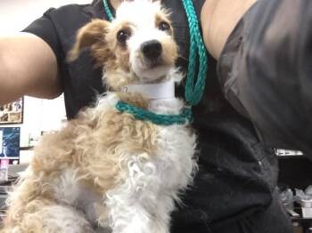 Terrier Dogs Available for Adoption - MARLEY | PetCurious