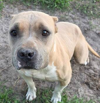 Hope (SC) -  American Staffordshire Terrier and Staffordshire Bull Terrier Dog for Adoption in Brewster, New York - Hope (SC) | PetCurious
