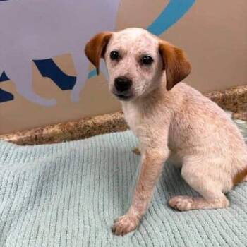 July -  Terrier and Mixed Breed Dog for Adoption - July | PetCurious