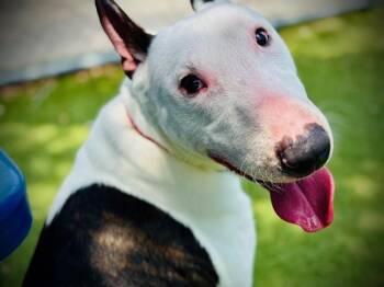 Bull Terrier Dogs Available for Adoption in Orlando, Florida - BEBO | PetCurious